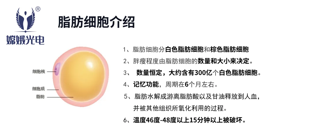 减肥黑科技——嫦娥爆脂机器人要你好看!(图7) 5a7af451c203a0ae6098bb696fbf5ef7.png